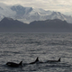 South Georgia hosts large numbers of whales, seals, and penguins.